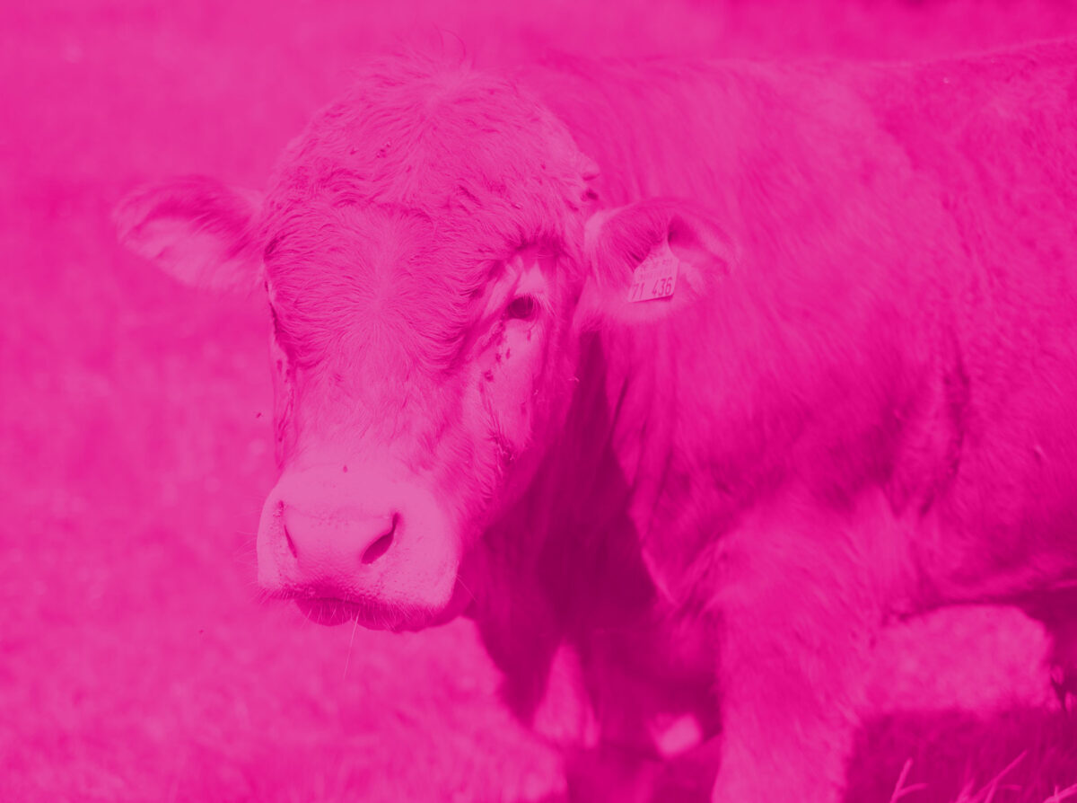 starthintergrundfooter